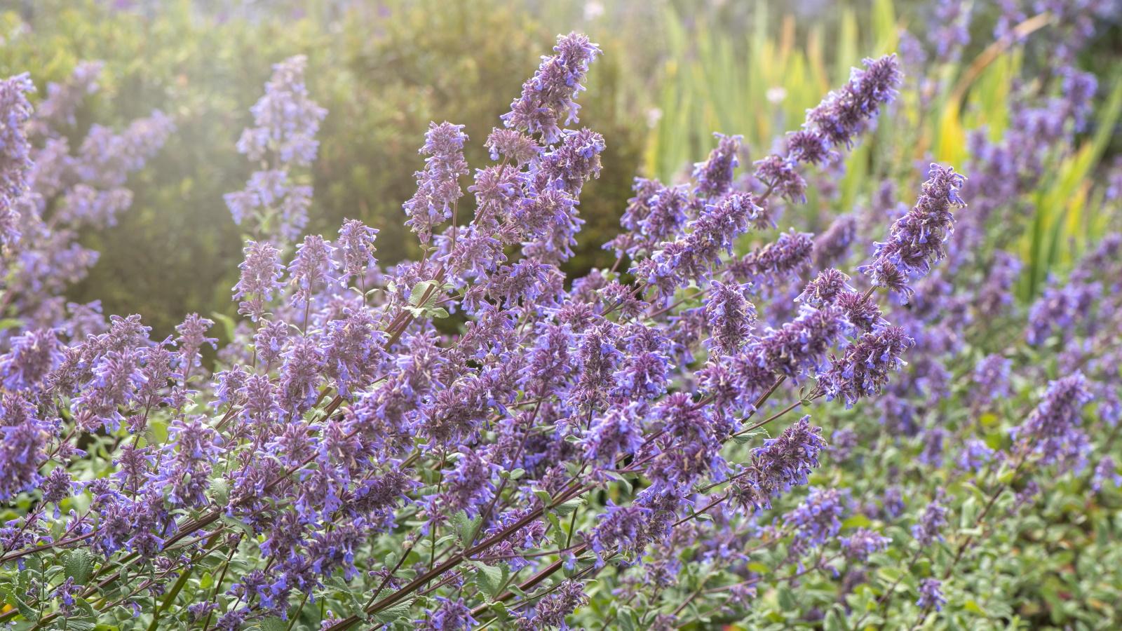 Grow Catmint Like an Expert in 2024. Unexpected Revelations. 1 Grow Catmint Like an Expert in 2024. Unexpected Revelations.