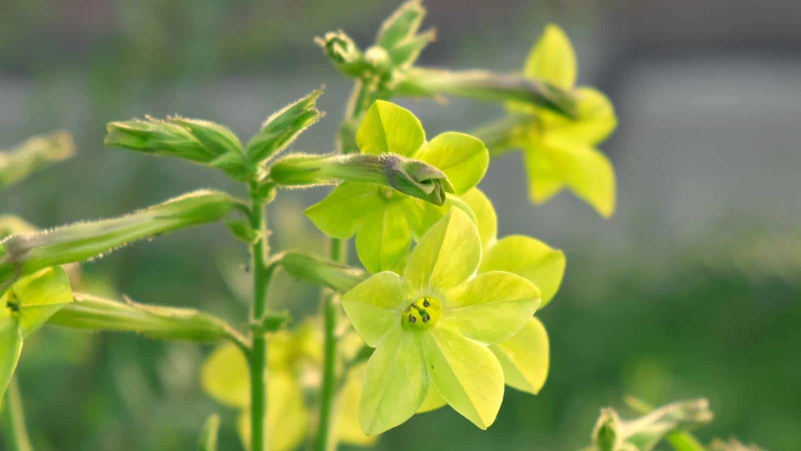 Grow Stunning Nicotiana in 2024 with These Expert Secrets. 1 Grow Stunning Nicotiana in 2024 with These Expert Secrets.
