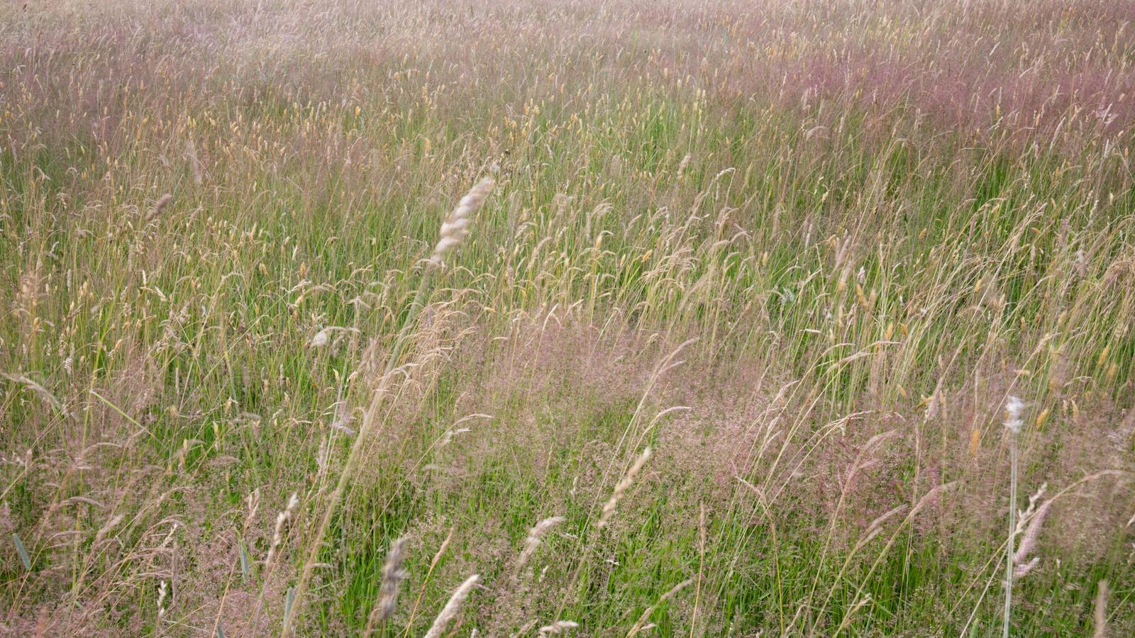 Mow Long Grass in 2024? 5 Unexpected Secrets to Revive It. 1 Mow Long Grass in 2024? 5 Unexpected Secrets to Revive It.