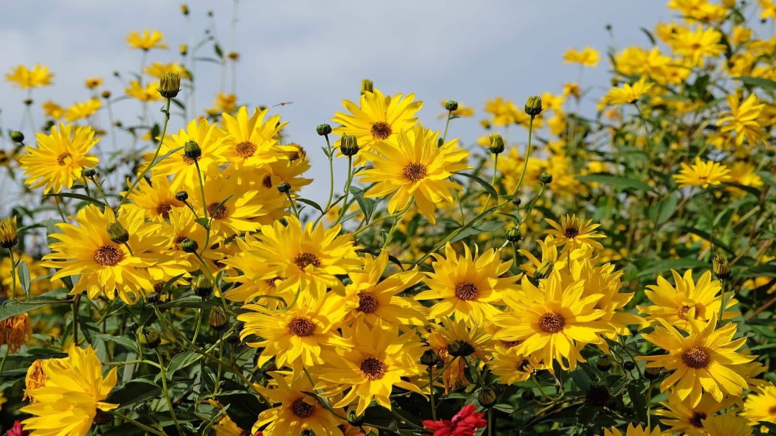 How to Prune Sunflowers for Brilliant 2024 Blooms. 1 How to Prune Sunflowers for Brilliant 2024 Blooms.