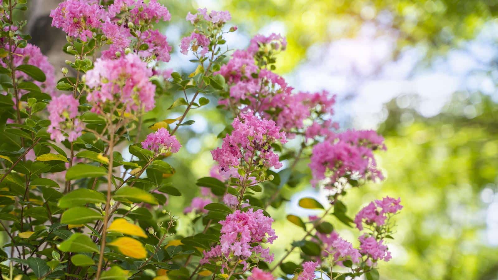 Crepe Myrtle 2024: Secrets to Thriving Blooms. Care Guide. 1 Crepe Myrtle 2024: Secrets to Thriving Blooms. Care Guide.