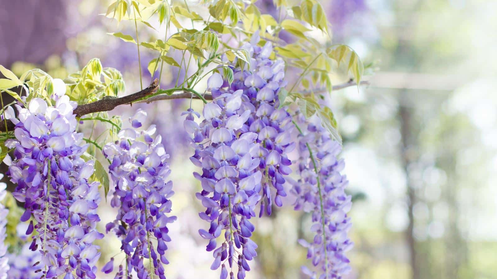 Wisteria Care in 2024: The Unexpected Secrets. 1 Wisteria Care in 2024: The Unexpected Secrets.