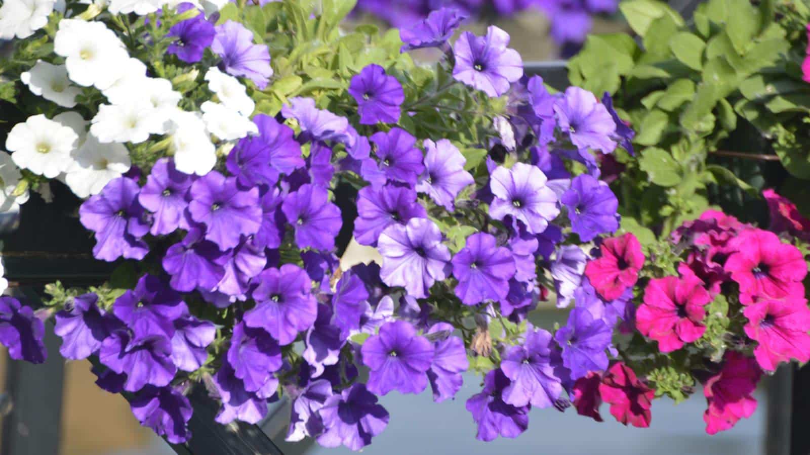 Petunias Blooming All Summer Little and Often Trick. 1 Petunias Blooming All Summer Little and Often Trick.