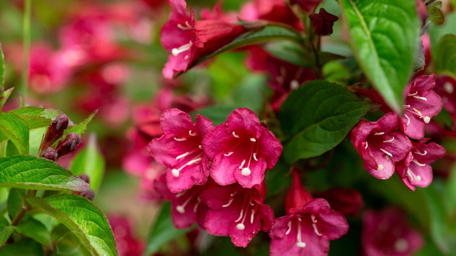 2024 Weigela Secrets - Stunning Low-Maintenance Pot Shrubs. 1 2024 Weigela Secrets - Stunning Low-Maintenance Pot Shrubs.