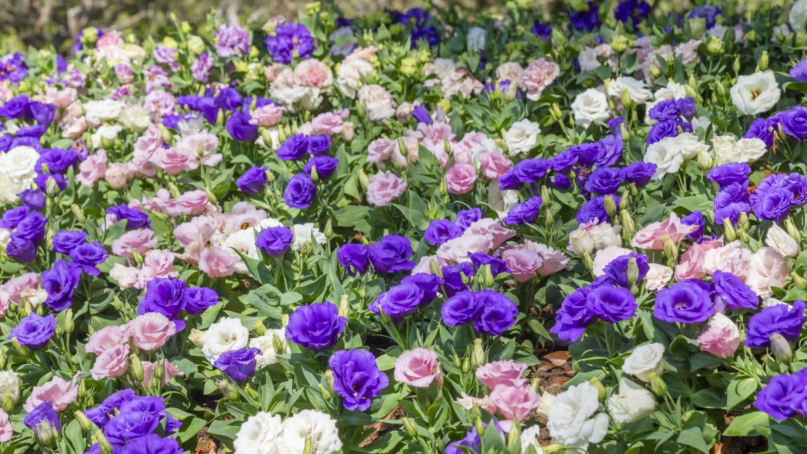 Grow Lisianthus for Stunning 2024 Summer Blooms. 1 Grow Lisianthus for Stunning 2024 Summer Blooms.