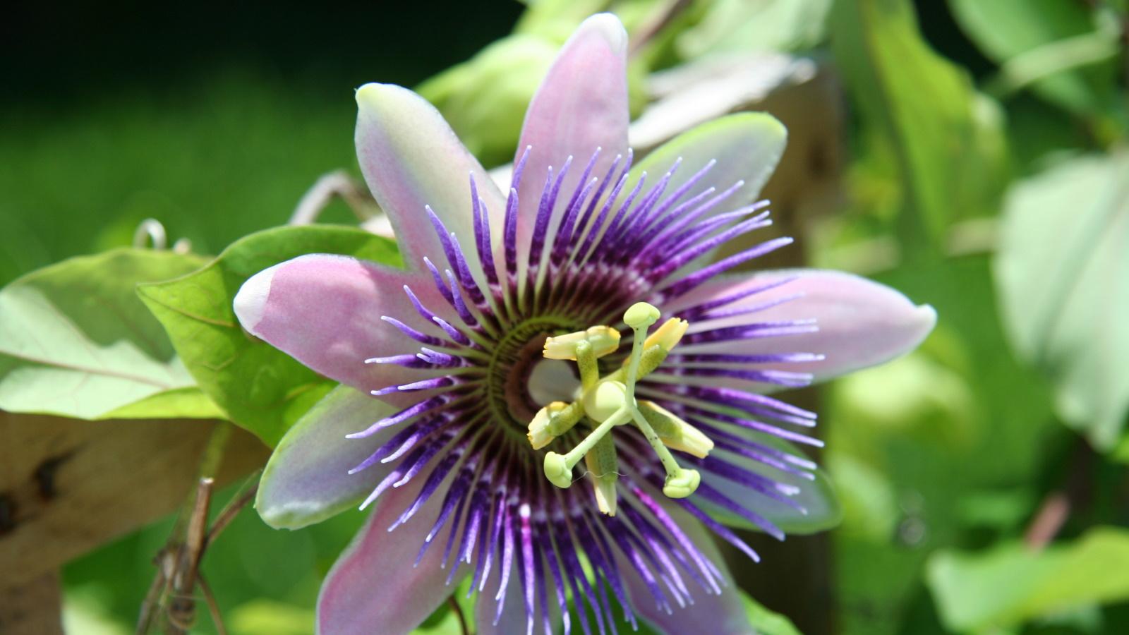 Grow Passion Flowers: Unexpected Revelations for 2024. 1 Grow Passion Flowers: Unexpected Revelations for 2024.