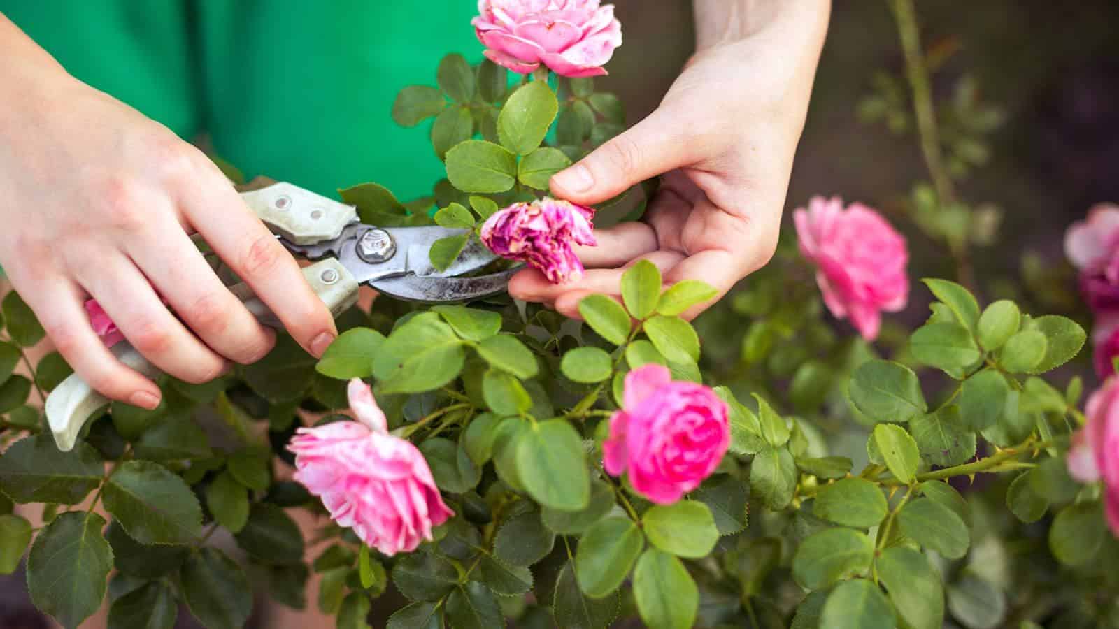 Reinvent Your Garden in 2024 with 7 Must-Deadhead Blooms. 1 Reinvent Your Garden in 2024 with 7 Must-Deadhead Blooms.