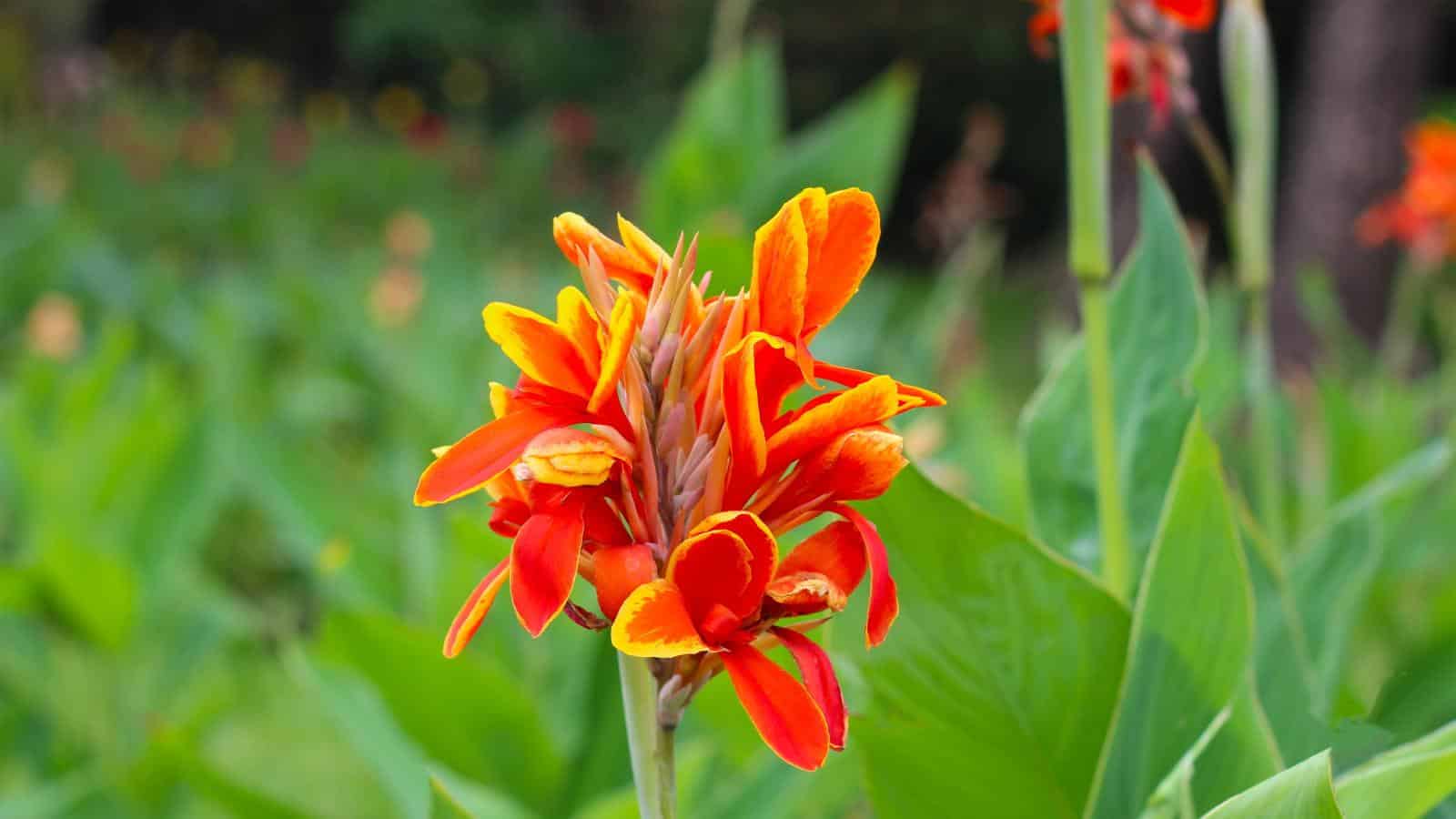 7 Summer Floral Secrets for Gardeners in 2024. 1 7 Summer Floral Secrets for Gardeners in 2024.