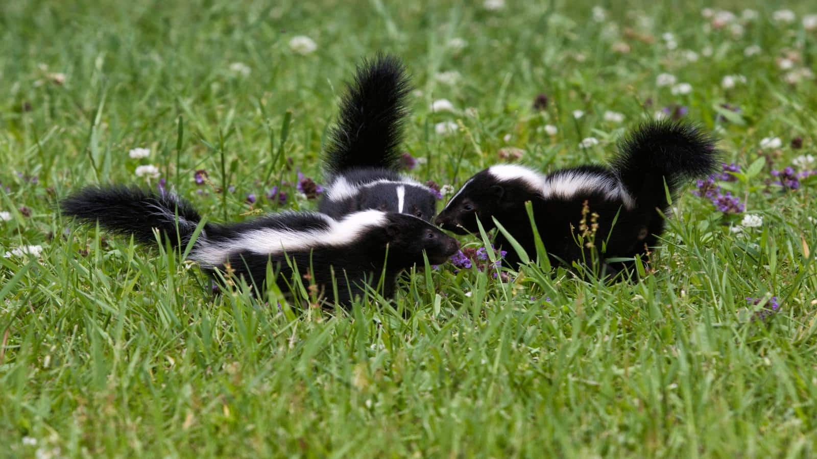 Garden Transformations: 5 Skunk-Repellent Plants for 2024. 1 Garden Transformations: 5 Skunk-Repellent Plants for 2024.