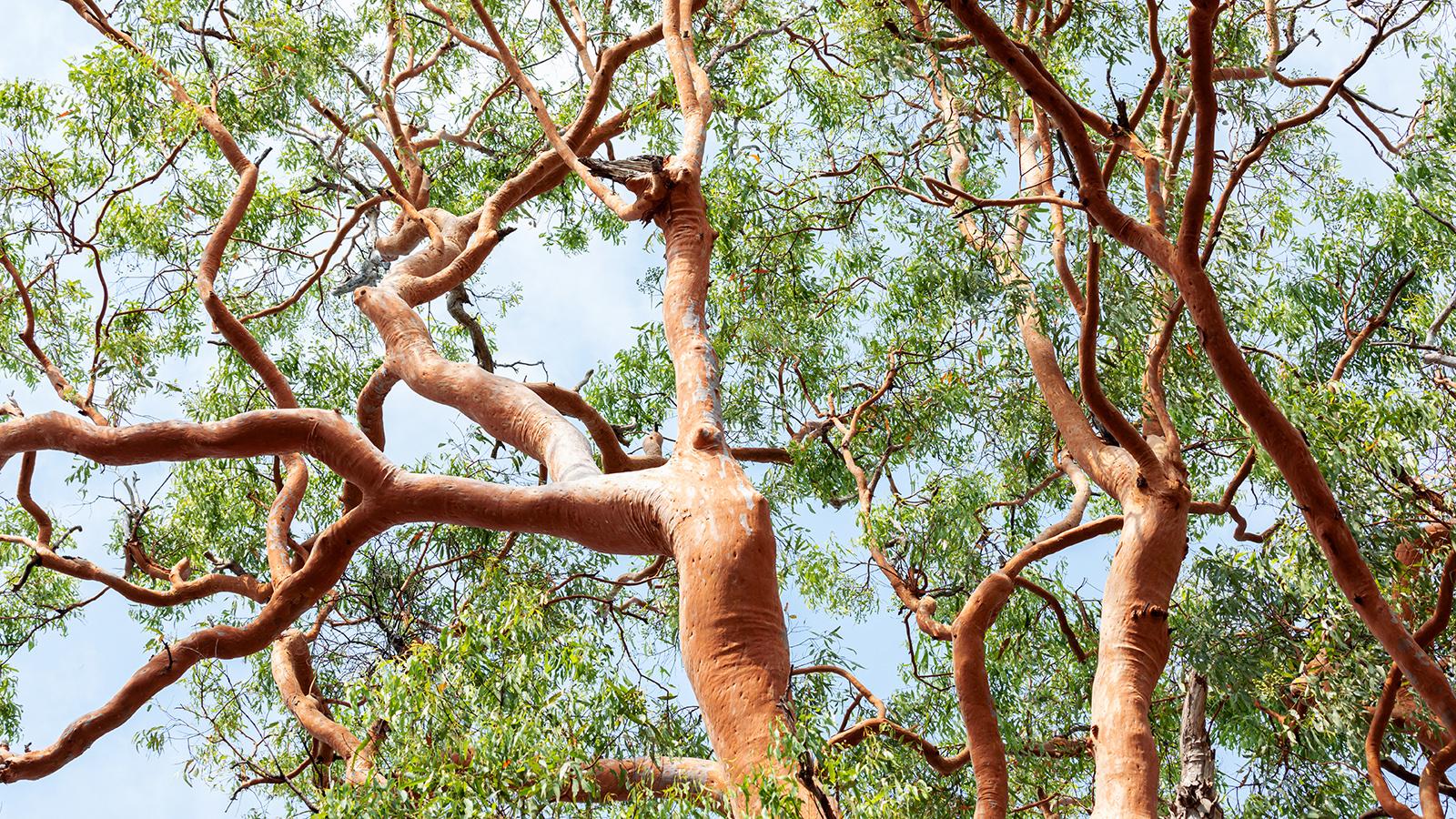 7 Trees You Should Never Plant in 2024 Backyard. 1 7 Trees You Should Never Plant in 2024 Backyard.
