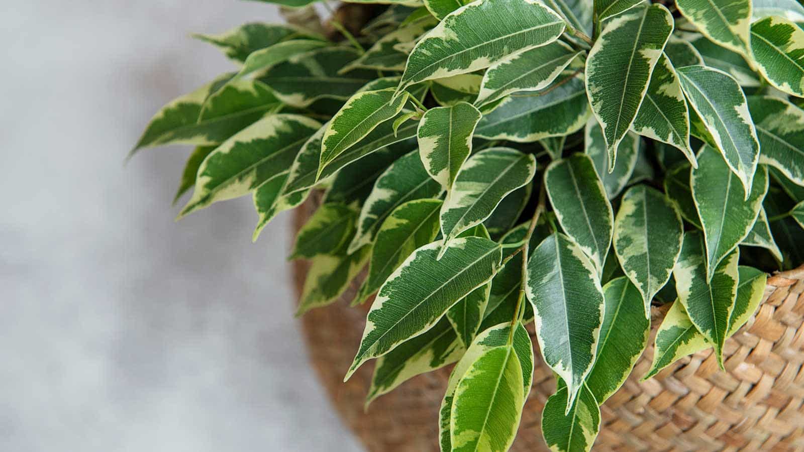 Captivating 2024 Weeping Fig Care Secrets for Thriving Indoor Trees. 1 Captivating 2024 Weeping Fig Care Secrets for Thriving Indoor Trees.