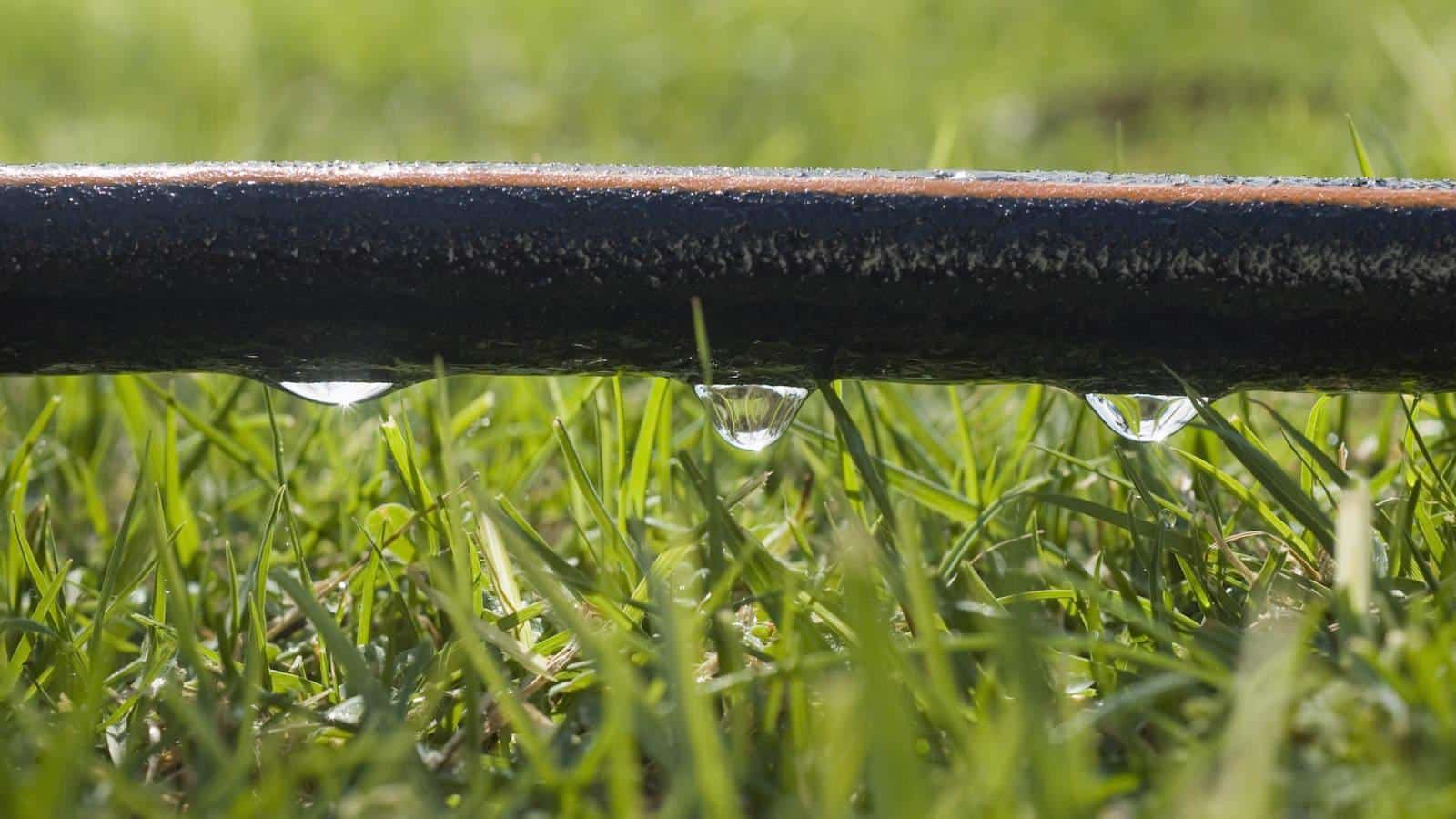 Unlock the Secrets of Soaker Hoses in 2024. 1 Unlock the Secrets of Soaker Hoses in 2024.