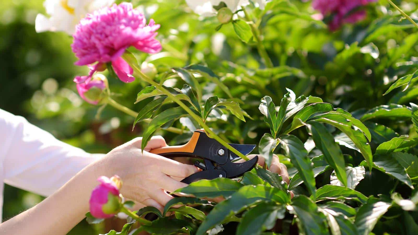 8 Summer Pruning Secrets You Should Never Reveal. 1 8 Summer Pruning Secrets You Should Never Reveal.