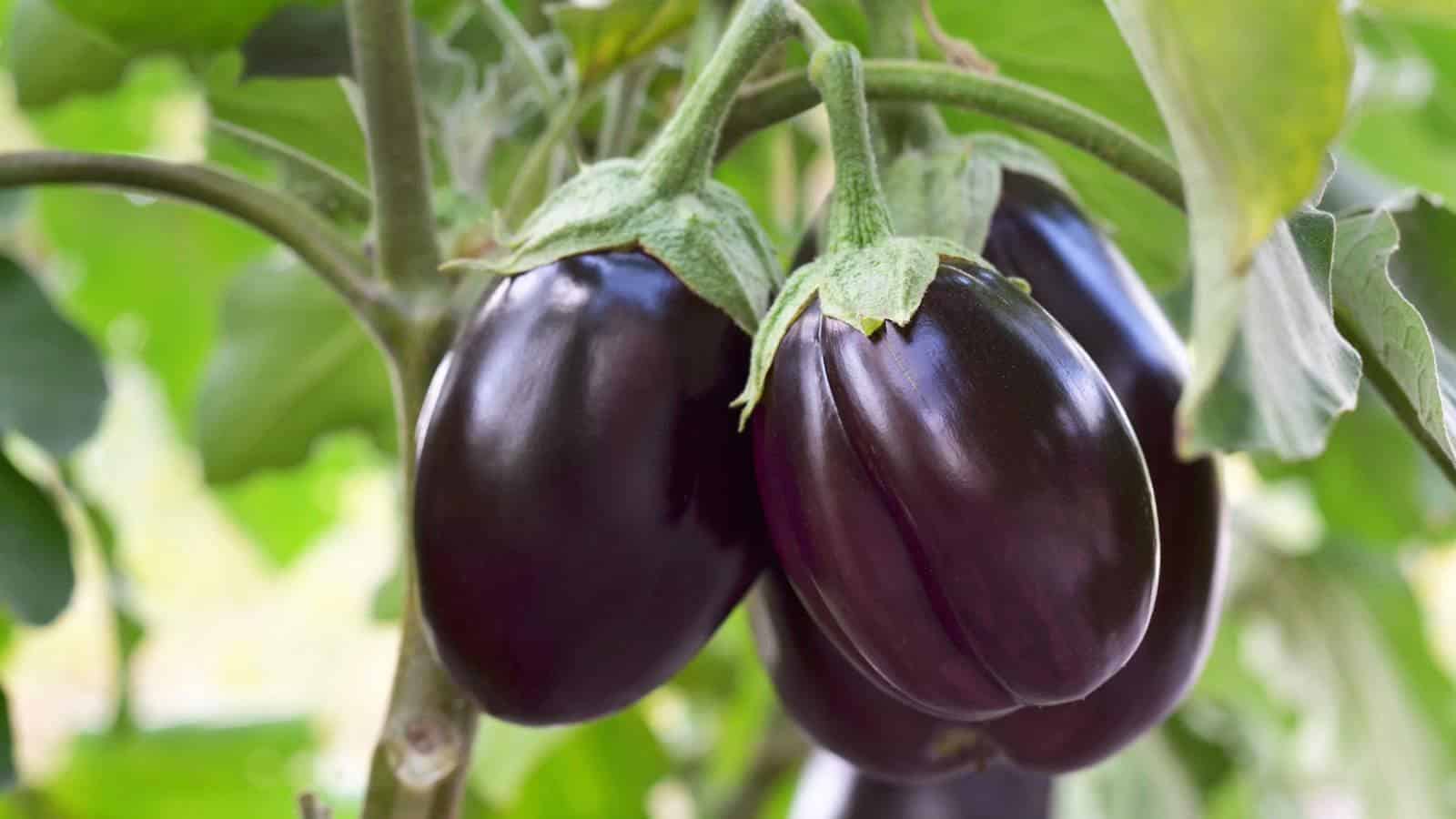 Boost Your 2024 Eggplant Yields with Surprising Fertilizer Secrets. 1 Boost Your 2024 Eggplant Yields with Surprising Fertilizer Secrets.