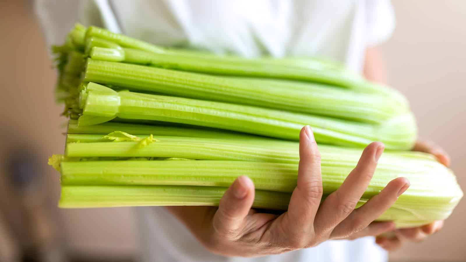 Unlock the Secret to Harvesting Celery in 2024. 1 Unlock the Secret to Harvesting Celery in 2024.
