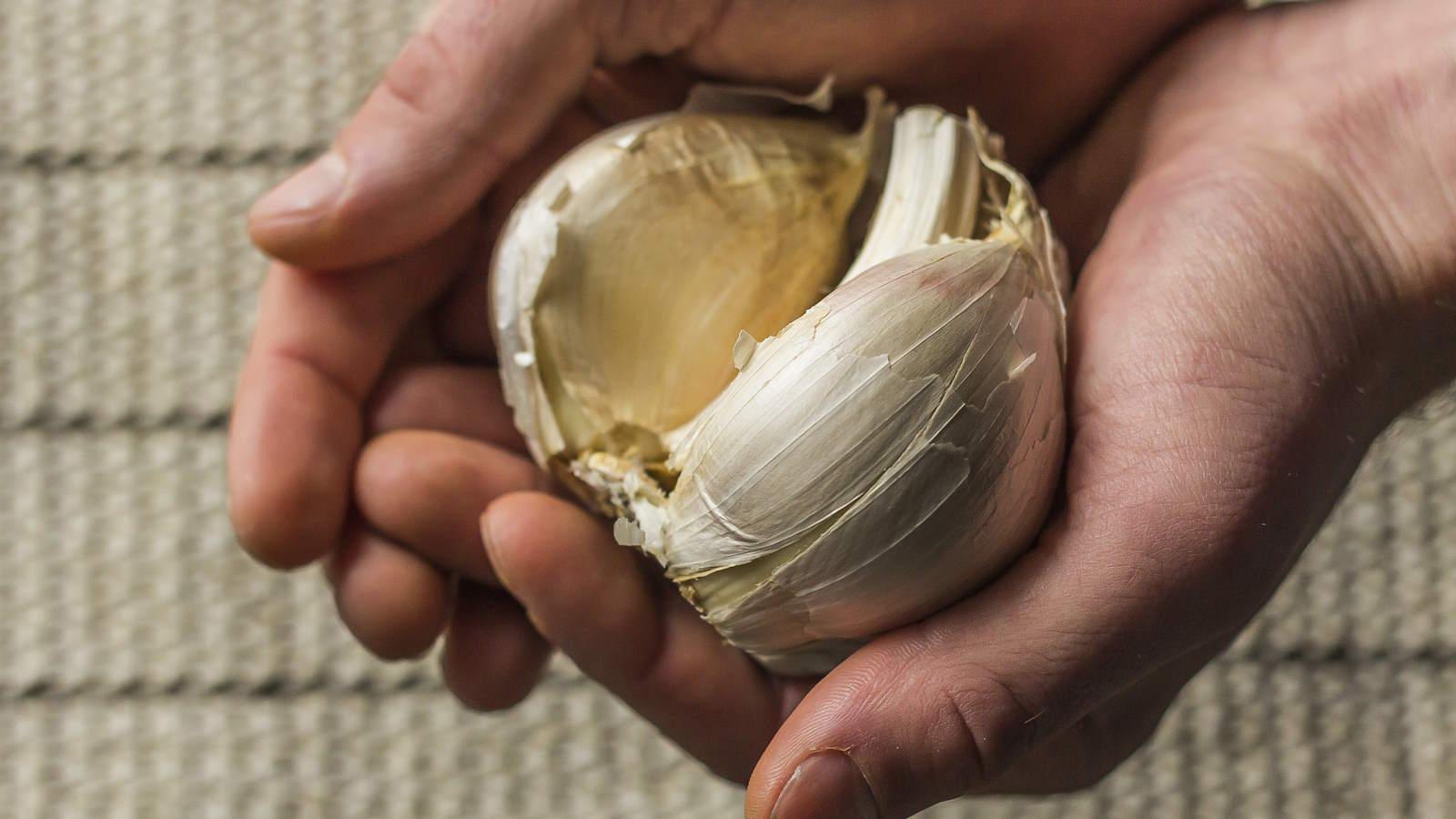 Harvest Elephant Garlic in 2024 - Secrets Revealed. 1 Harvest Elephant Garlic in 2024 - Secrets Revealed.