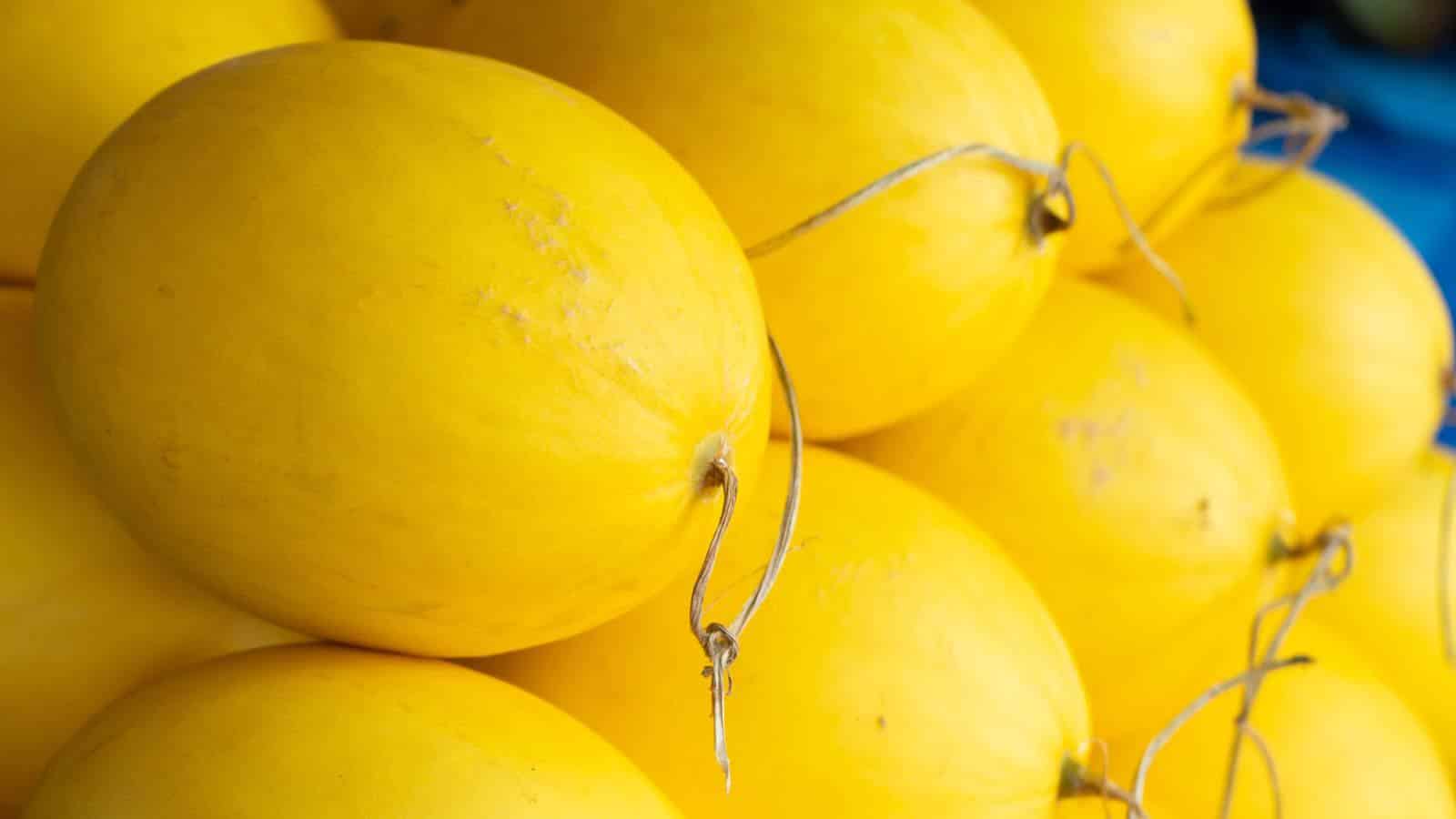 Harvest Spaghetti Squash Like a Pro in 2024. Secrets Revealed! 1 Harvest Spaghetti Squash Like a Pro in 2024. Secrets Revealed!
