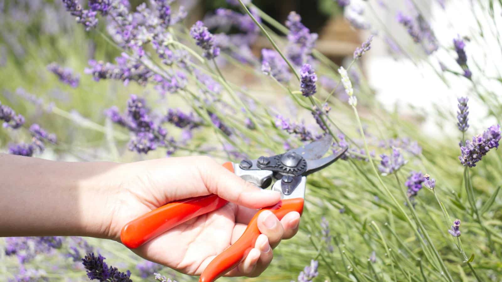The 7 Best Plants to Prune in August 2024 for a Flourishing Yard. 1 The 7 Best Plants to Prune in August 2024 for a Flourishing Yard.