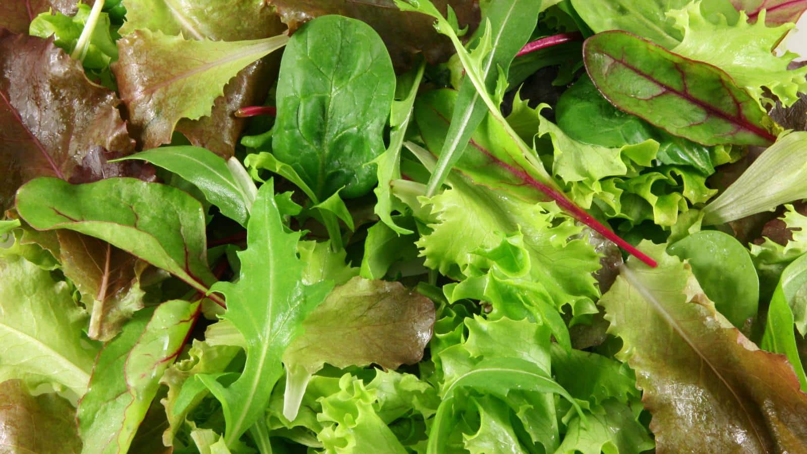 7 Surprising Fall Salad Crops to Sow in 2024. 1 7 Surprising Fall Salad Crops to Sow in 2024.