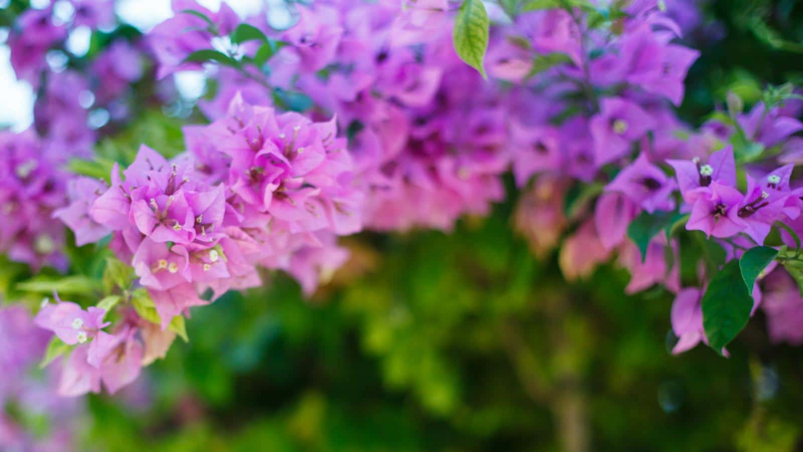 Bold Bougainvillea: Transformative 2024 Potted Tropicals. 1 Bold Bougainvillea: Transformative 2024 Potted Tropicals.