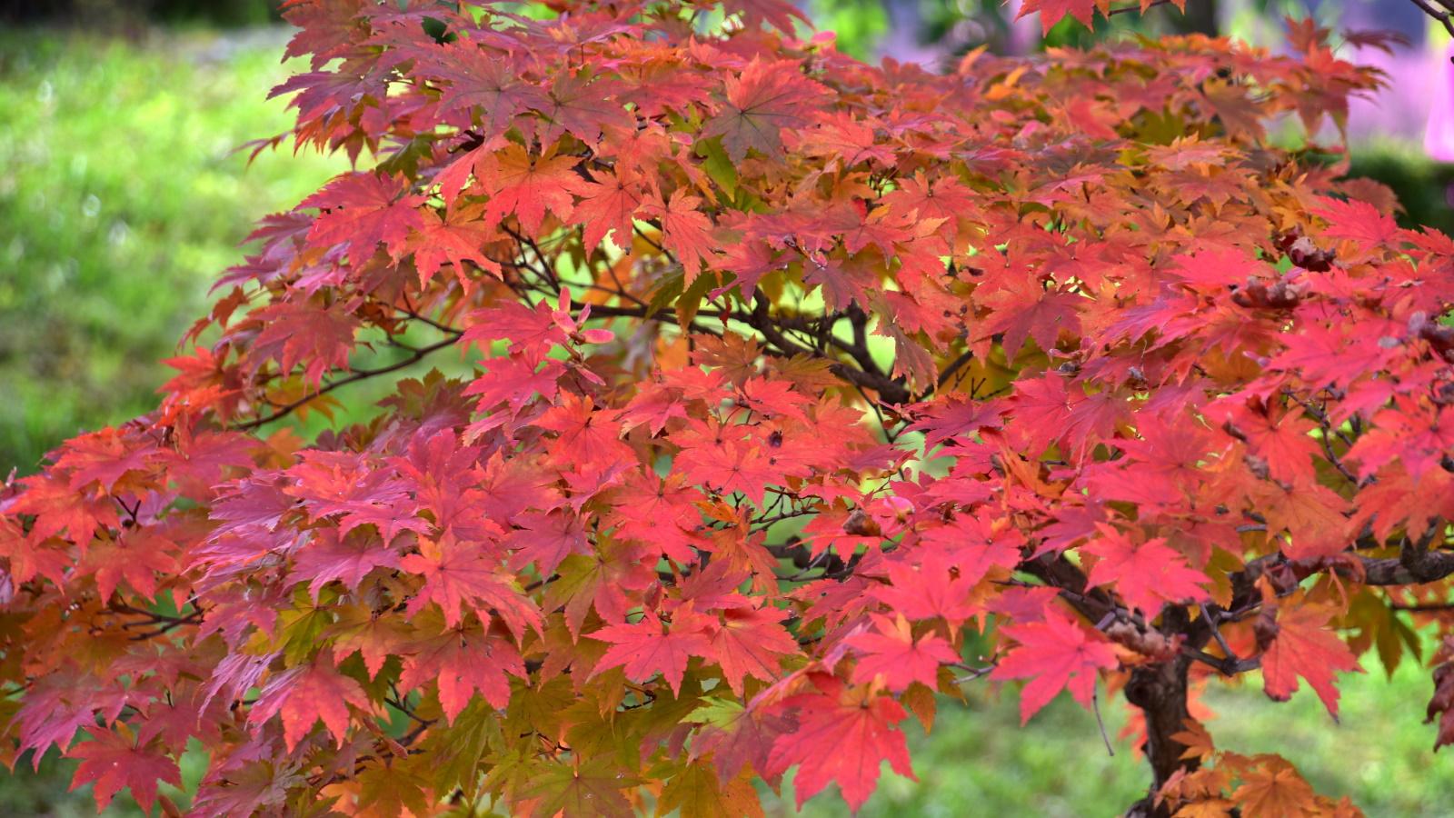 Caring for Your Japanese Maple in 2024: Surprising Secrets Revealed. 1 Caring for Your Japanese Maple in 2024: Surprising Secrets Revealed.