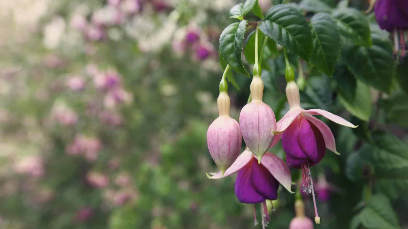 Discover the Secrets to Vibrant Fuchsias in 2024. 1 Discover the Secrets to Vibrant Fuchsias in 2024.