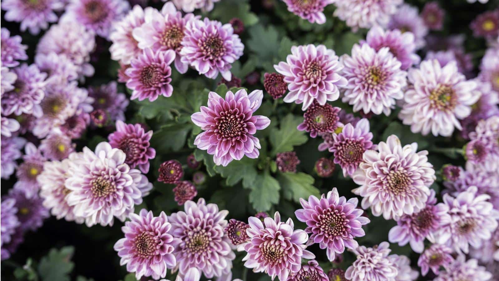 Chrysanthemum Blooming Secrets Revealed for 2024.