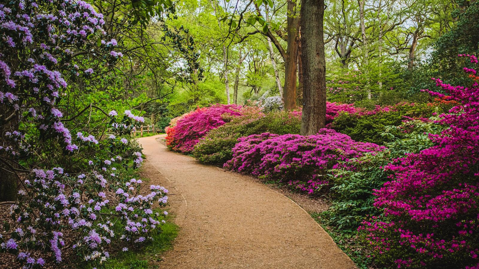 The 3 Most Surprising Azalea Care Secrets for Stunning 2024 Blooms.