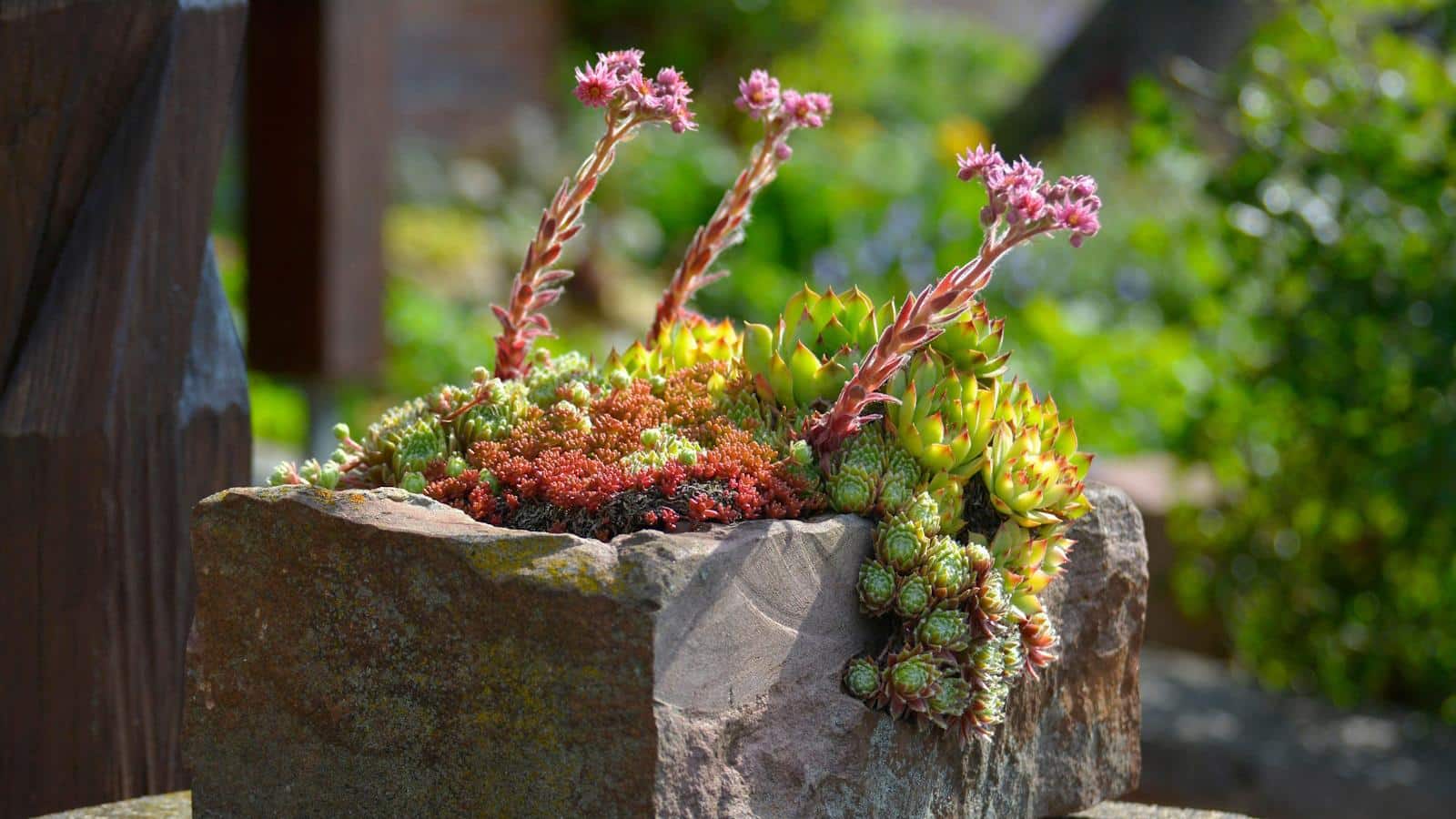 How to Create a Thriving 2024 Rock Garden. 1 How to Create a Thriving 2024 Rock Garden.