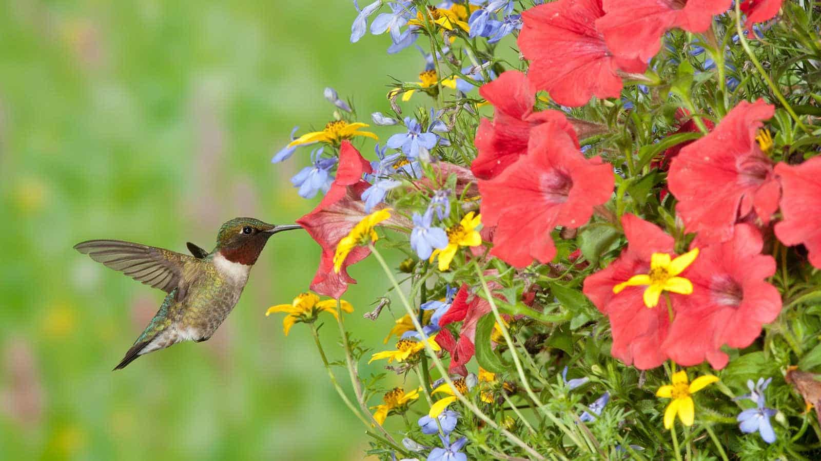 Attract Hummingbirds in 2024 with Surprising Hanging Basket Secrets. 1 Attract Hummingbirds in 2024 with Surprising Hanging Basket Secrets.