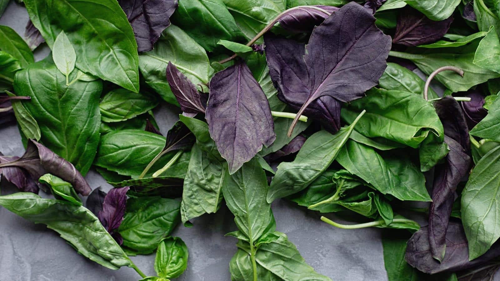 Revive Basil's Secrets. 5 Unexpected Basil Storage Hacks for 2024.