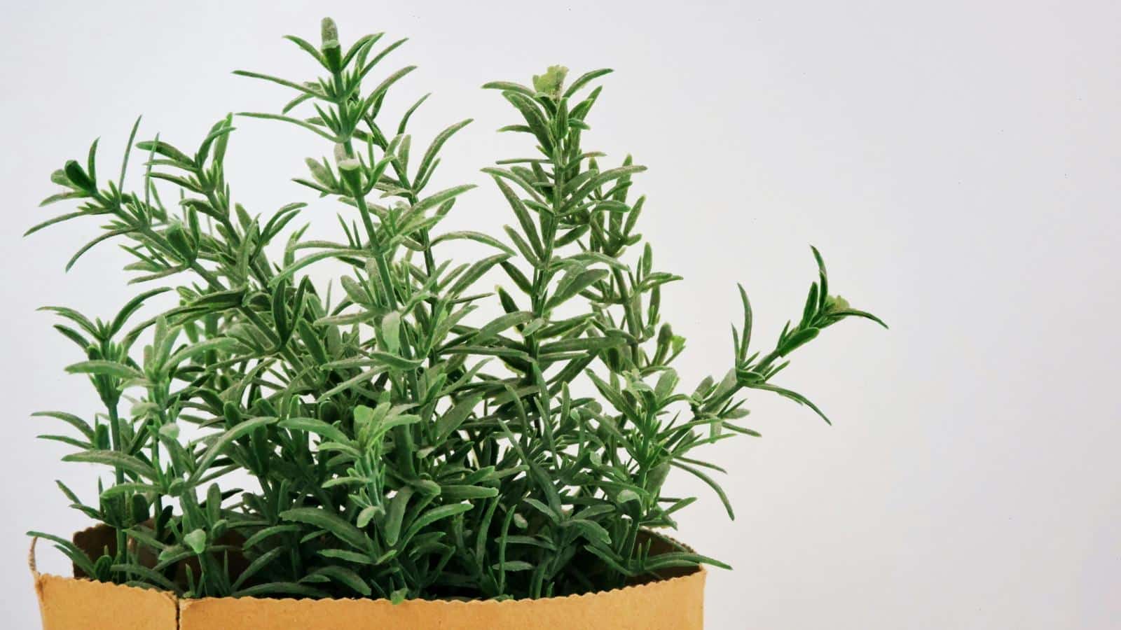 Dry Your Rosemary in 2024 for Surprising Herb Benefits. 1 Dry Your Rosemary in 2024 for Surprising Herb Benefits.