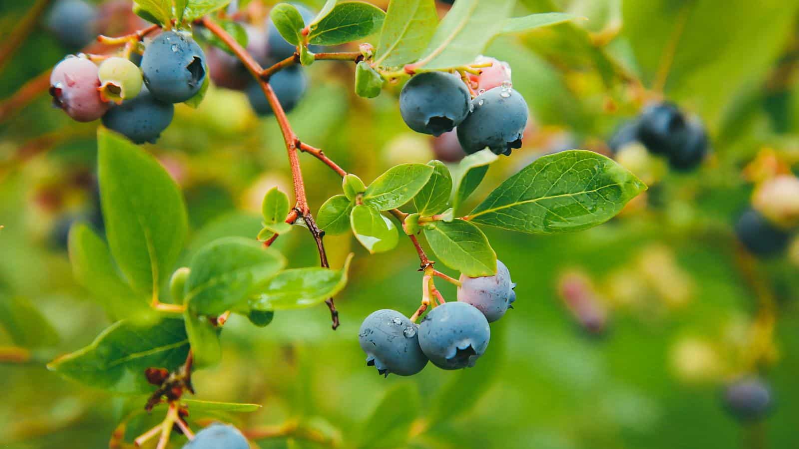 Blueberry Boom in 2024: Secrets to Bountiful Harvests. 1 Blueberry Boom in 2024: Secrets to Bountiful Harvests.