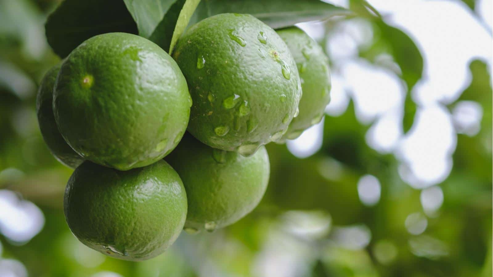 Grow Thriving Citrus Fruit in 2024. Secrets Revealed!