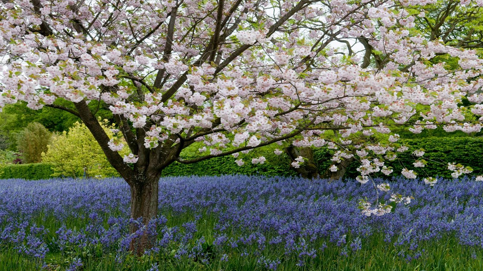 Grow Stunning Camassia in 2024 with These Secrets. 1 Grow Stunning Camassia in 2024 with These Secrets.