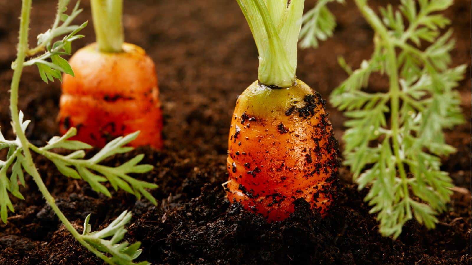 5 Surprising Secrets to Growing Carrots Indoors in 2024.