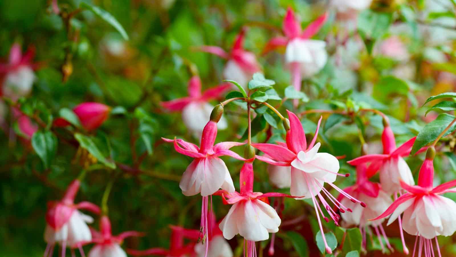 Grow Gorgeous Fuchsias in Pots - 2024 Secrets. 1 Grow Gorgeous Fuchsias in Pots - 2024 Secrets.