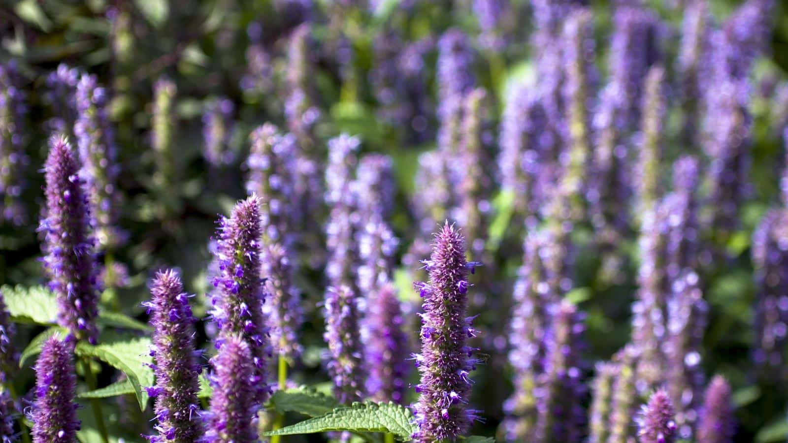 Attract Hummingbirds, Bees & Butterflies in 2024. The Secrets of Native Hummingbird Mint.