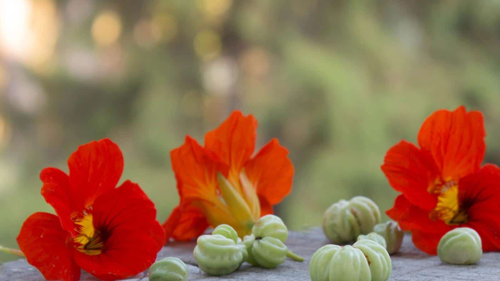 Harvest Nasturtium Seeds in 2024 for Unexpected Transformations. Save & Grow More. 1 Harvest Nasturtium Seeds in 2024 for Unexpected Transformations. Save & Grow More.