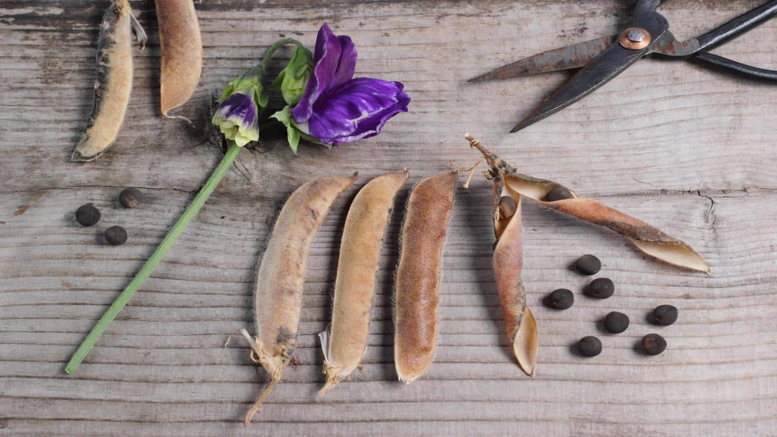 Harvest Sweet Pea Seeds in 2024 for Unexpected Transformations. Discover Now!