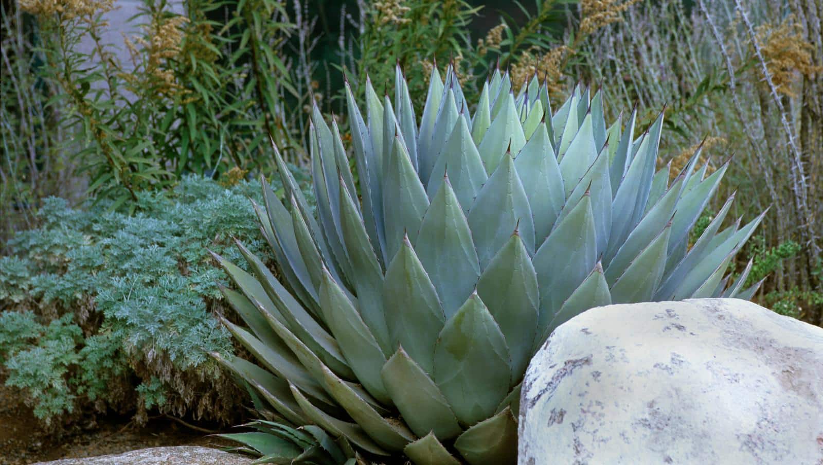 Grow Stunning Agaves in 2024 - Secrets to Thriving Succulents. 1 Grow Stunning Agaves in 2024 - Secrets to Thriving Succulents.