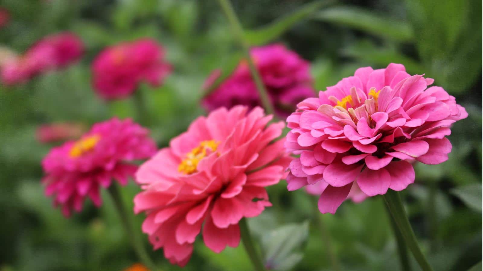 Grow Zinnias in 2024 with 3 Easy Steps. Unexpected Bloom Secrets.