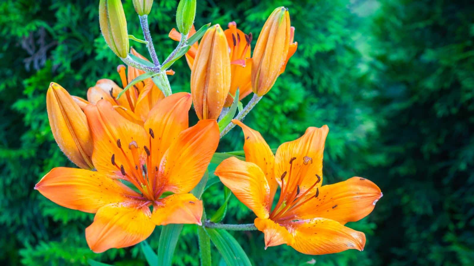 Deadheading Lilies in 2024: Unexpected Revelations from a Pro Gardener. 1 Deadheading Lilies in 2024: Unexpected Revelations from a Pro Gardener.