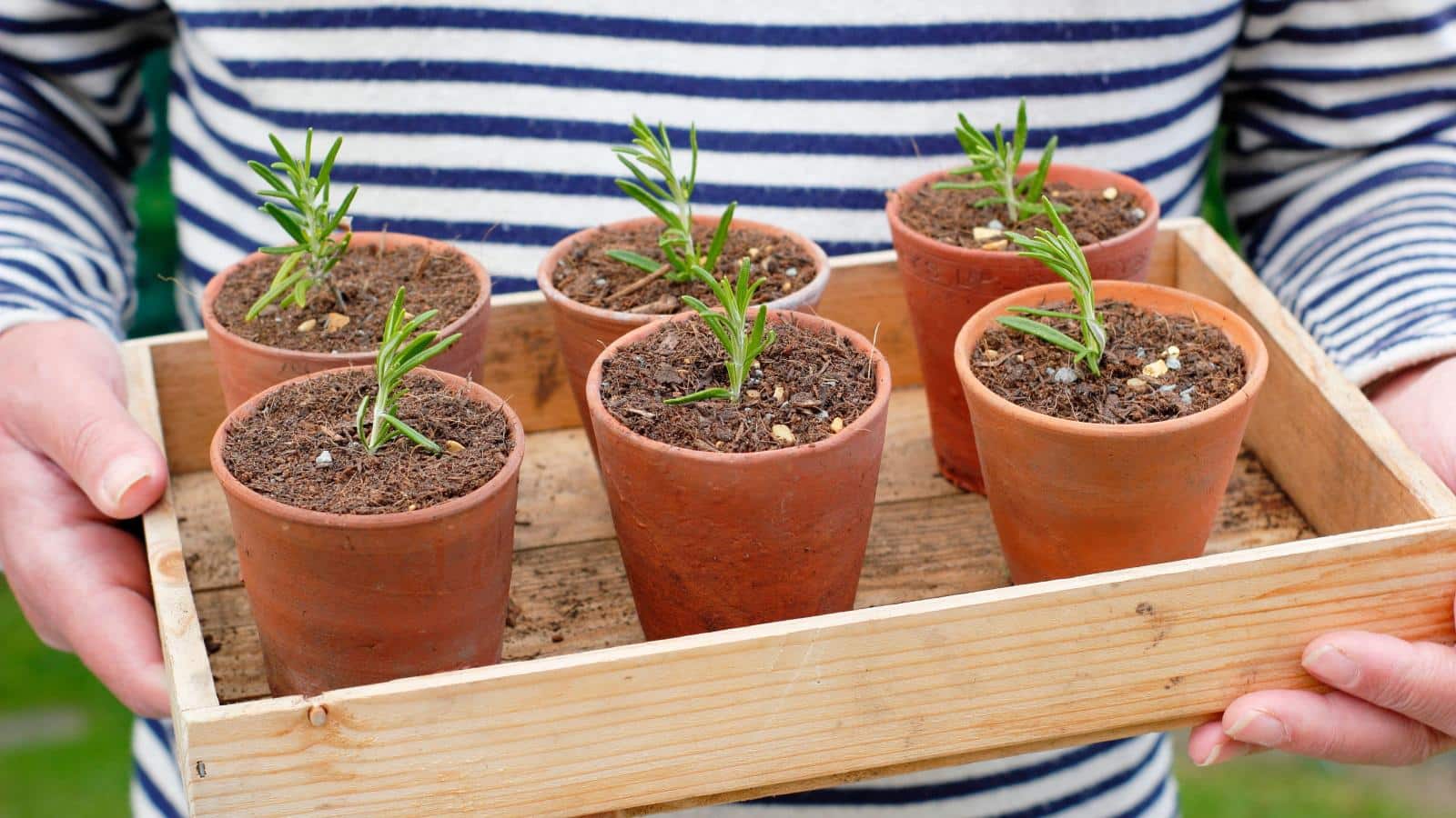 Propagate These 7 Summer Cuttings in August 2024. Discover the Secrets. 1 Propagate These 7 Summer Cuttings in August 2024. Discover the Secrets.