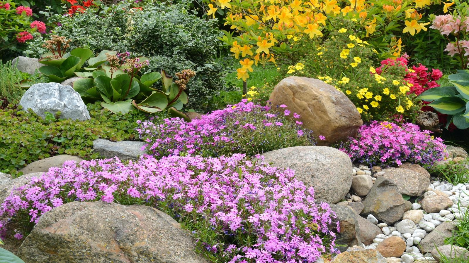 Grow 10 Best Rock Garden Plants in 2024. 1 Grow 10 Best Rock Garden Plants in 2024.