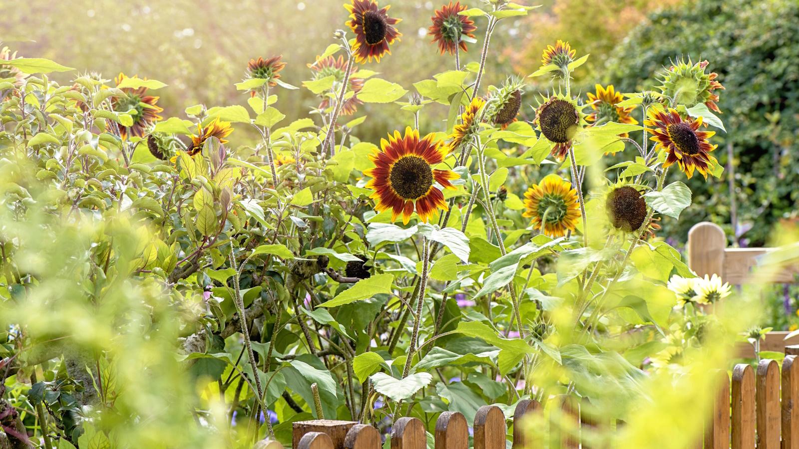 5 Secrets to Sunflower Success in 2024. 1 5 Secrets to Sunflower Success in 2024.