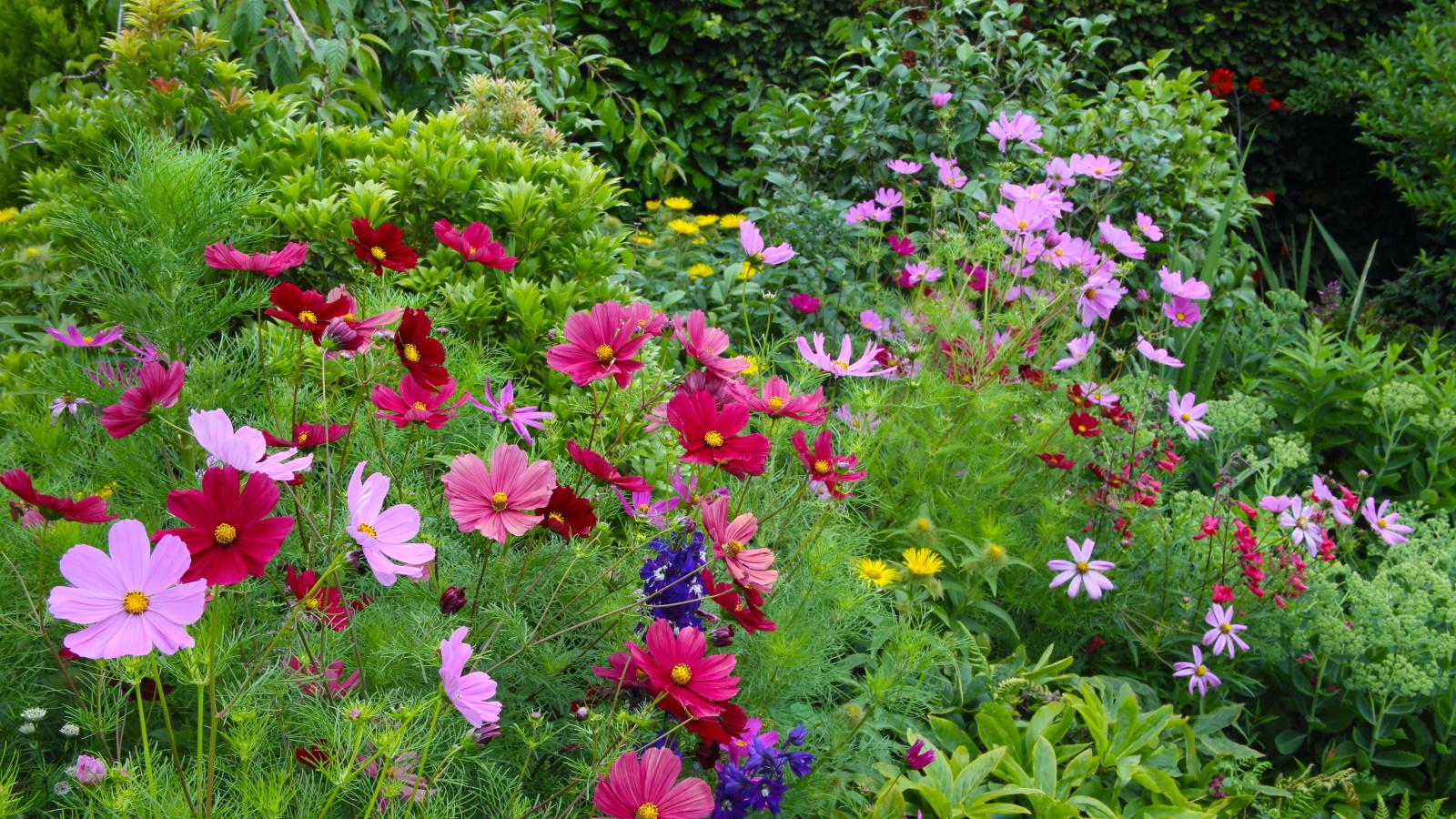 The Secrets to Growing Cosmos in 2024. 1 The Secrets to Growing Cosmos in 2024.