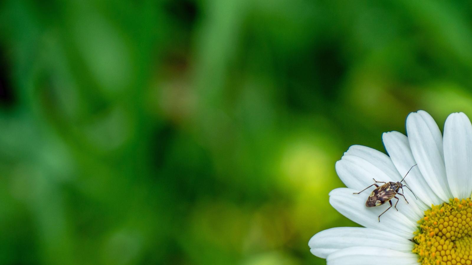 Uncover the Secrets of 2024's Most Destructive Plant Pest.