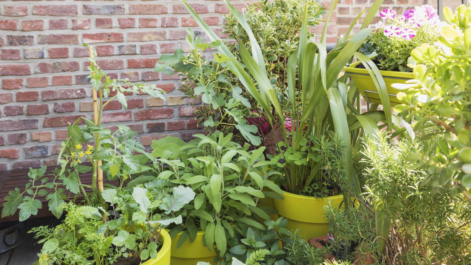 5 Perennial Veggies to Grow in Pots for 2024 Harvests.