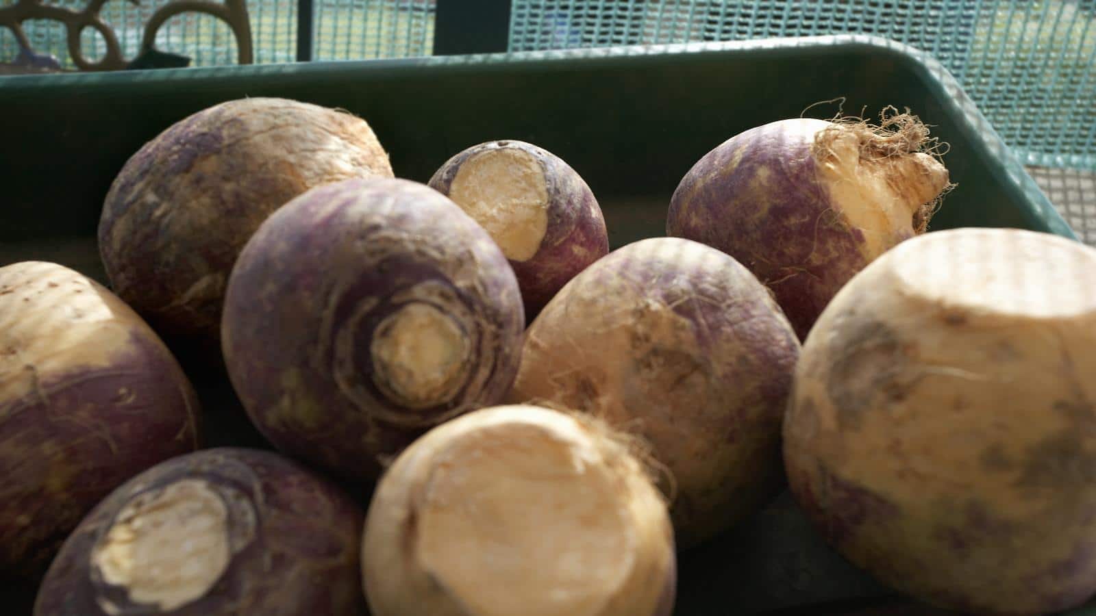 Unlock the Secrets of Flavorful 2024 Rutabaga Harvest.